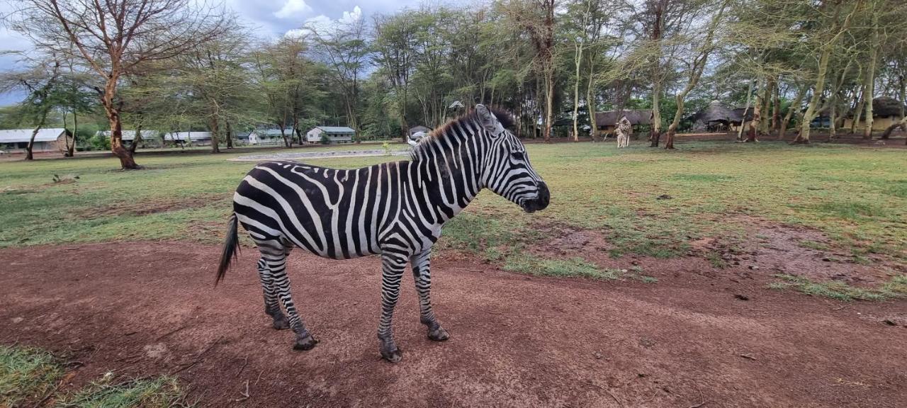 Africa Safari Lake Manyara Located Inside A Wildlife Park Hotel Mto wa Mbu Exterior photo